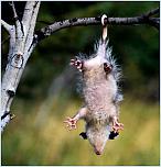 Нажмите на изображение для увеличения
Название: 11729439_1197907373_opossum211821.jpg
Просмотров: 42
Размер:	40.0 Кб
ID:	128068