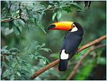 Нажмите на изображение для увеличения
Название: Toco Toucan.jpg
Просмотров: 13
Размер:	112.2 Кб
ID:	47598