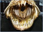 Нажмите на изображение для увеличения
Название: P1010128.JPG
Просмотров: 13
Размер:	34.3 Кб
ID:	71662
