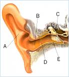 Нажмите на изображение для увеличения
Название: Ear_4b.jpeg
Просмотров: 516
Размер:	24.1 Кб
ID:	551938