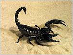 Нажмите на изображение для увеличения
Название: чёрный скорпион.jpg
Просмотров: 0
Размер:	128.6 Кб
ID:	1066818