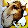 Аватар для Camel