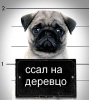 Аватар для Derzish