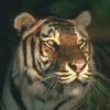 Аватар для NightTiger